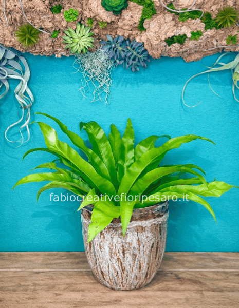 Felce Asplenium – Freschezza Naturale e Armonia Verde 🌿✨