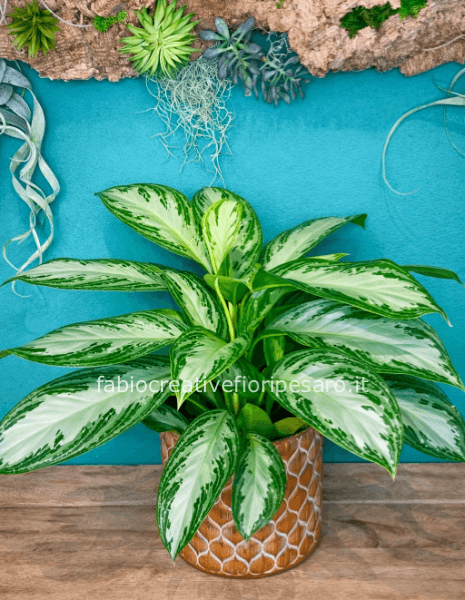 Aglaonema Variegata – Raffinatezza Verde e Luce Naturale 🌿✨